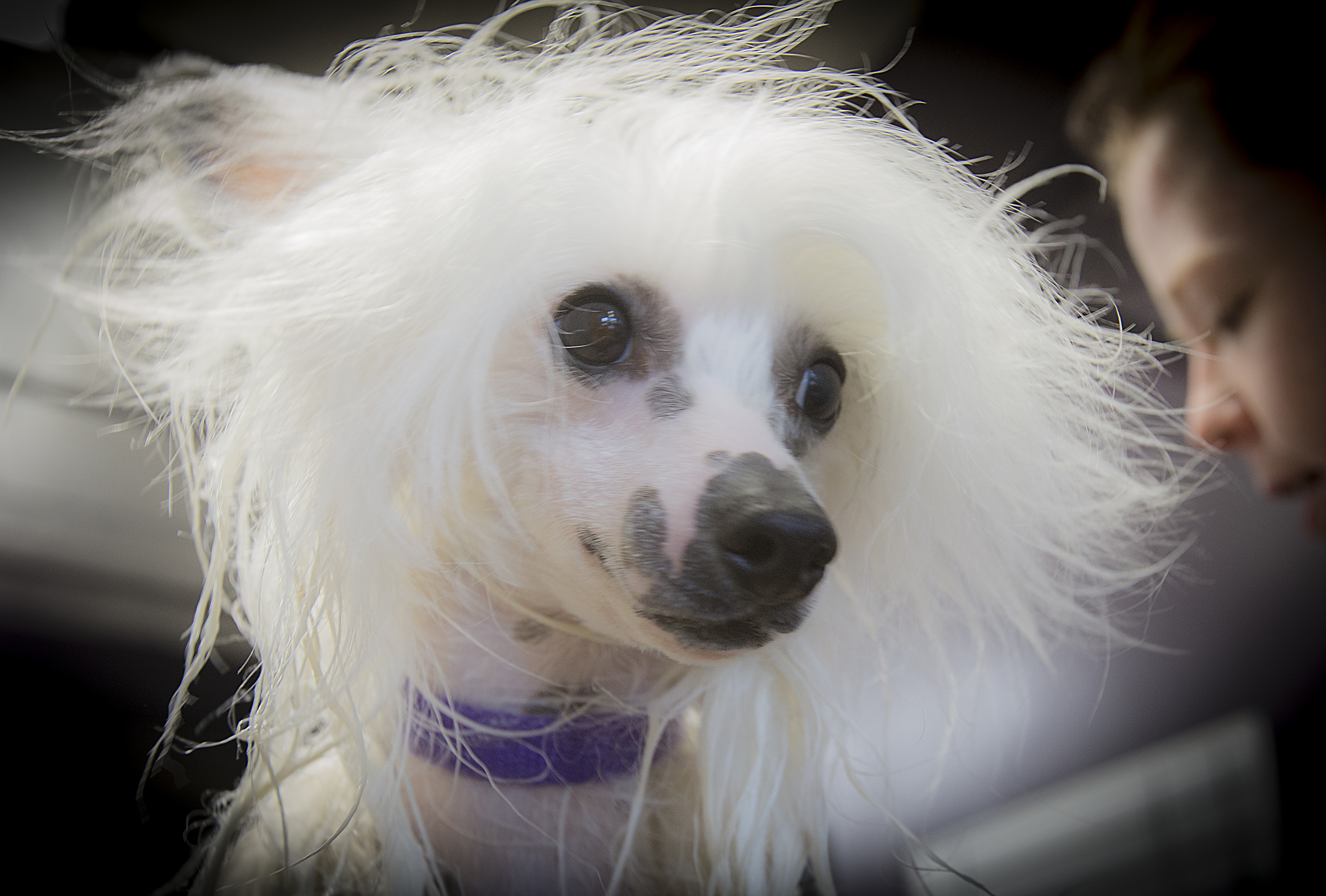 white poodle dog face